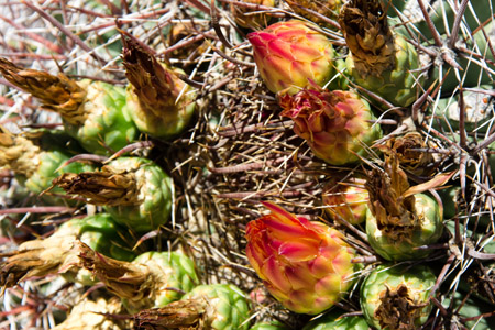 saguaro np east-43